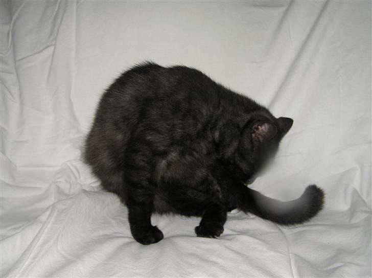 Huskat Ariel billede 8