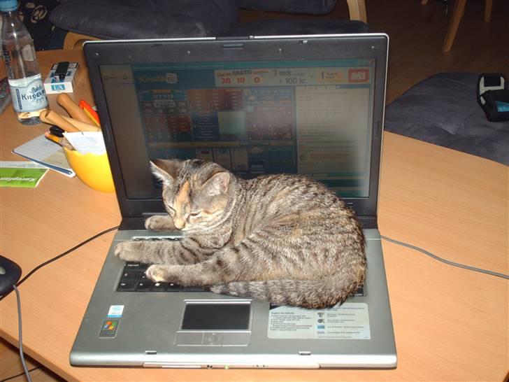 Huskat Minnie billede 1