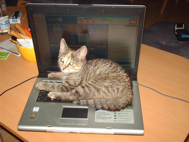 Huskat Minnie billede 2