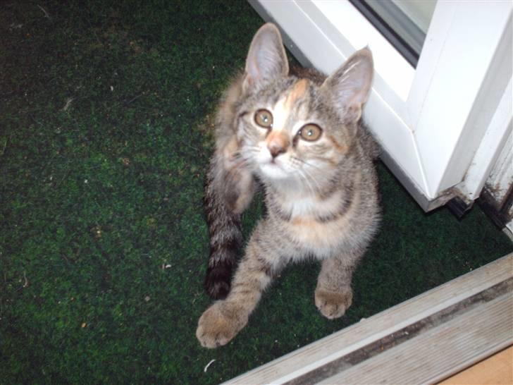 Huskat Minnie billede 3