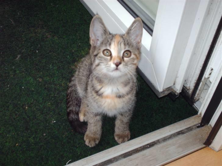 Huskat Minnie billede 4