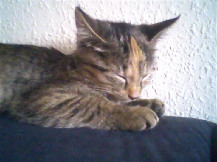 Huskat Minnie billede 5