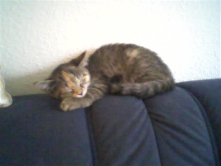 Huskat Minnie billede 6