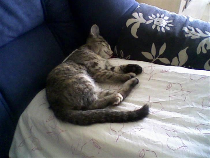 Huskat Minnie billede 7