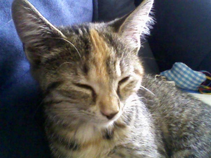 Huskat Minnie billede 8