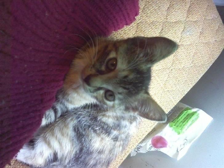 Huskat Isabella - Jamen mor, jeg ved da godt jeg er helt vildt nuttet.. :) billede 2