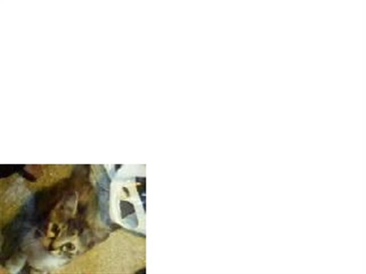 Huskat Isabella - Verden er godt nok stor! billede 3