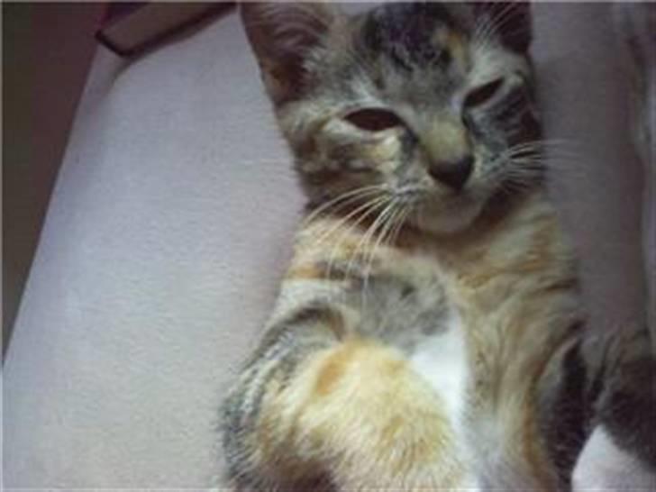 Huskat Isabella - Ja tak, nus mig! billede 4