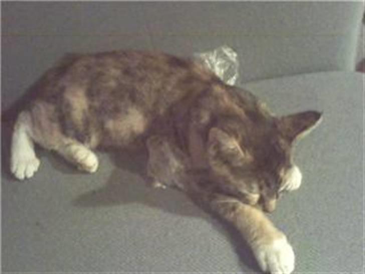 Huskat Isabella - Puha, det er hårdt at være killing... billede 5