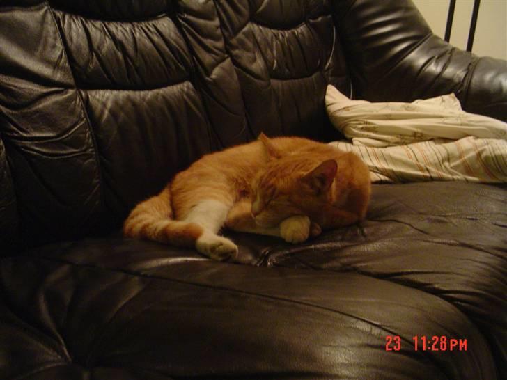 Blanding af racer fijola -  fijola min dejligte kat 2007 billede 1