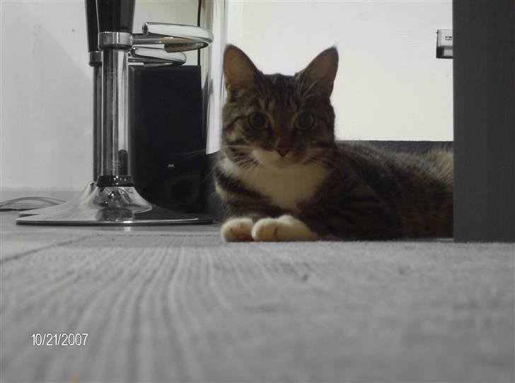 Huskat Lilo - Lilo leger med Michael billede 1