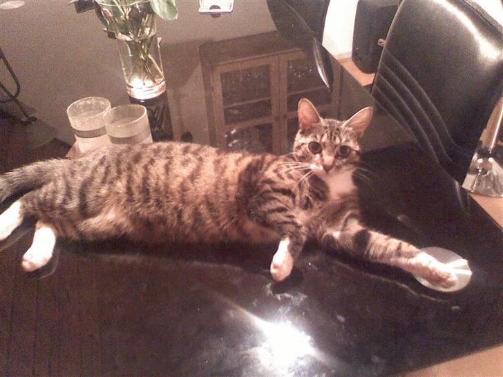 Huskat Lilo - Michael har vist taget dette billed, når jeg ikke har været hjemme, siden hun ligger på bordet billede 2