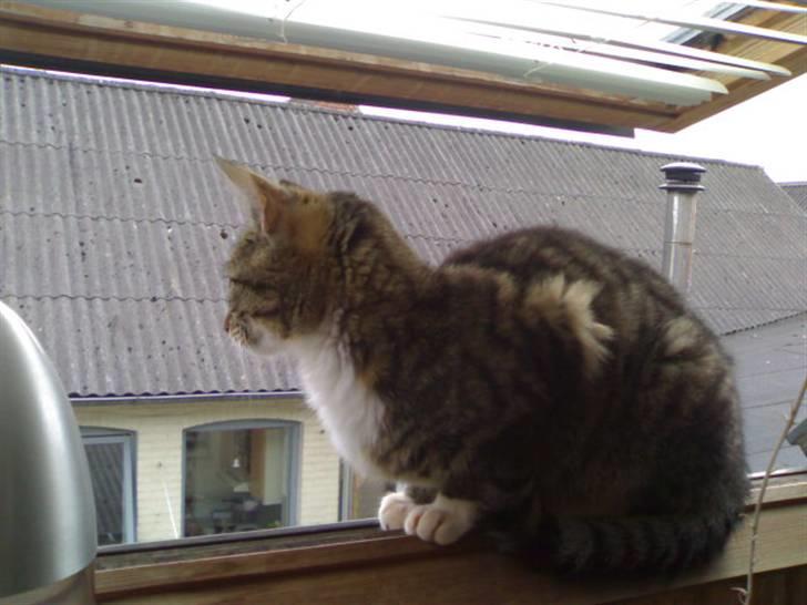 Huskat Lilo - Lilos yndlingsplads. Hun elsker at sidde og kigge ud på gaden billede 3