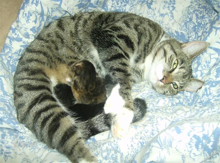 Huskat Lilo - Lilo med hendes nyfødte killinger billede 4