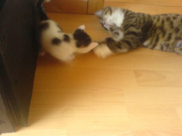 Huskat Lilo - Lilo leger med sidste års kuld killinger billede 5