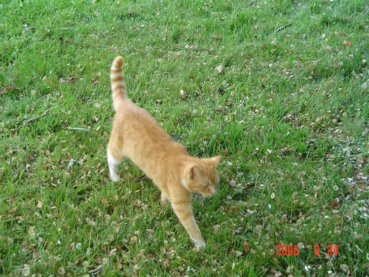 Blanding af racer fijola - 2006 billede 3