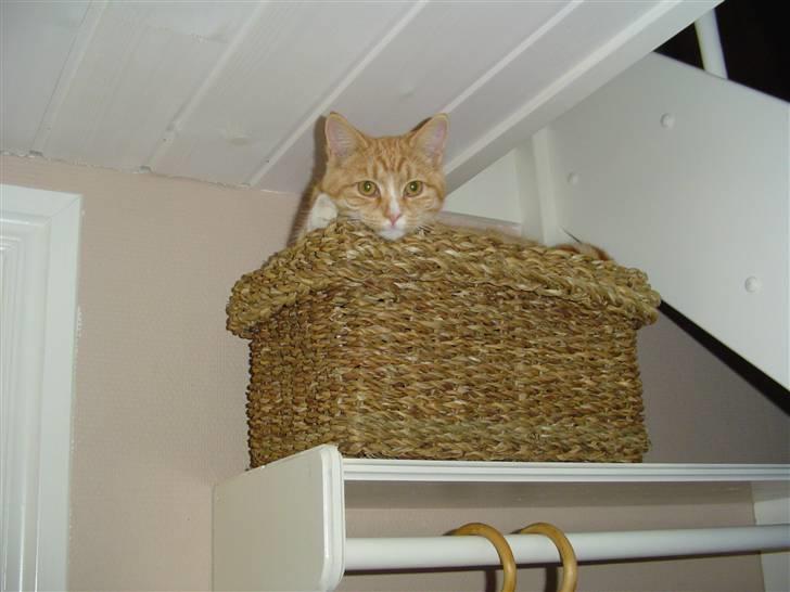 Blanding af racer fijola - 2006 billede 4