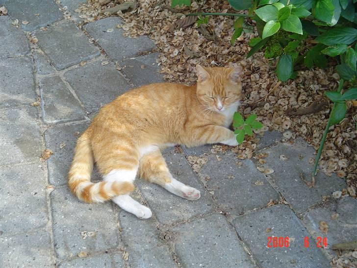 Blanding af racer fijola - 2006 billede 5