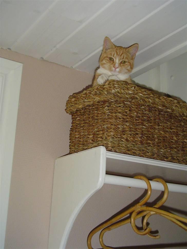 Blanding af racer fijola - 2006 billede 6