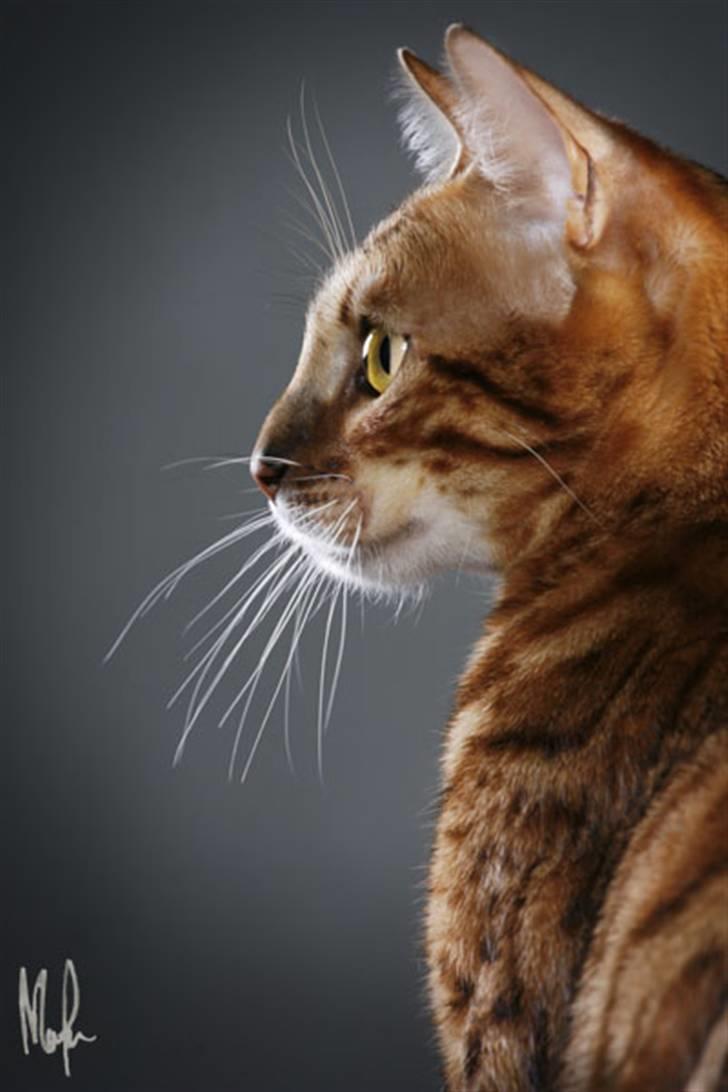 Bengal Purfect Angel - Jag tycker själv att jag är en liten leopard! billede 1