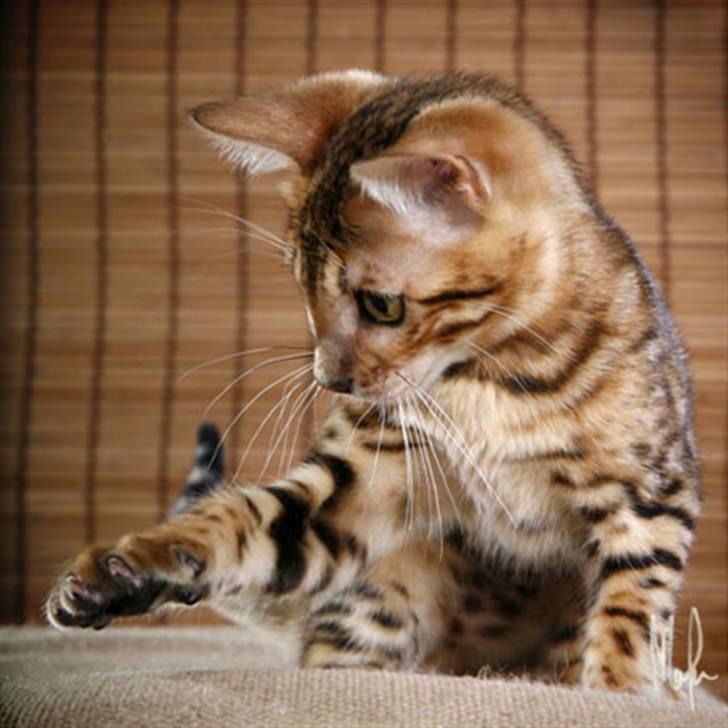 Bengal Purfect Angel - mina fina små öron! billede 2