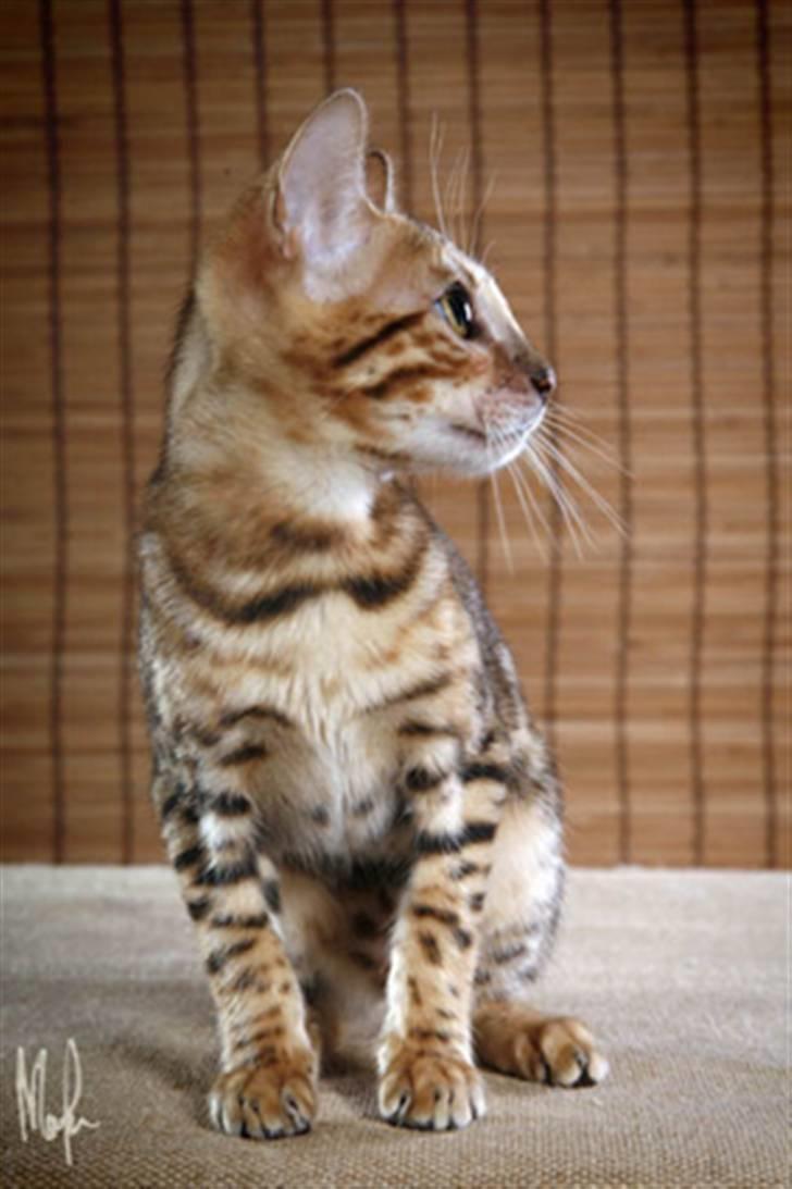 Bengal Purfect Angel - min vackra profil! billede 3