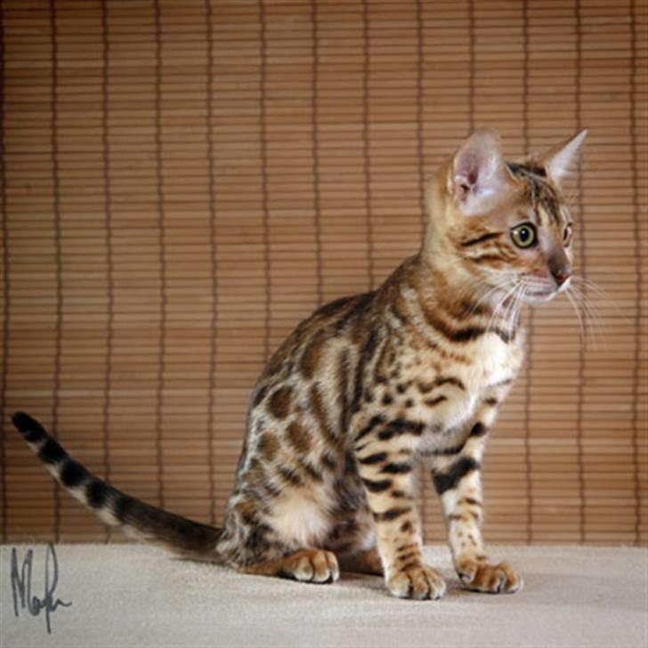 Bengal Purfect Angel - kanske man kan rymma från den här fotograferingen! billede 4