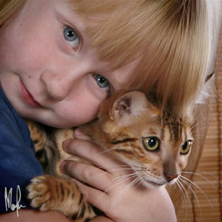 Bengal Purfect Angel - vi älskar verkligen varandra! billede 6