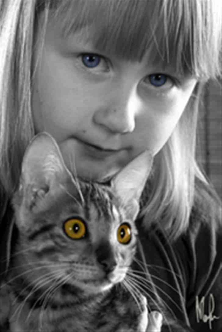 Bengal Purfect Angel - Svartvit tappning med gula ögon! billede 7