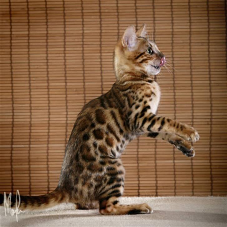 Bengal Purfect Angel - å så jag igen som showar lite! billede 8