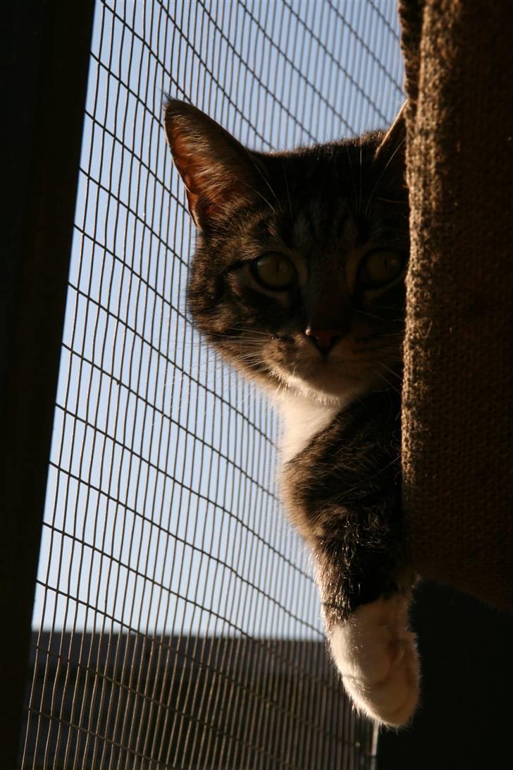 Huskat striber billede 1