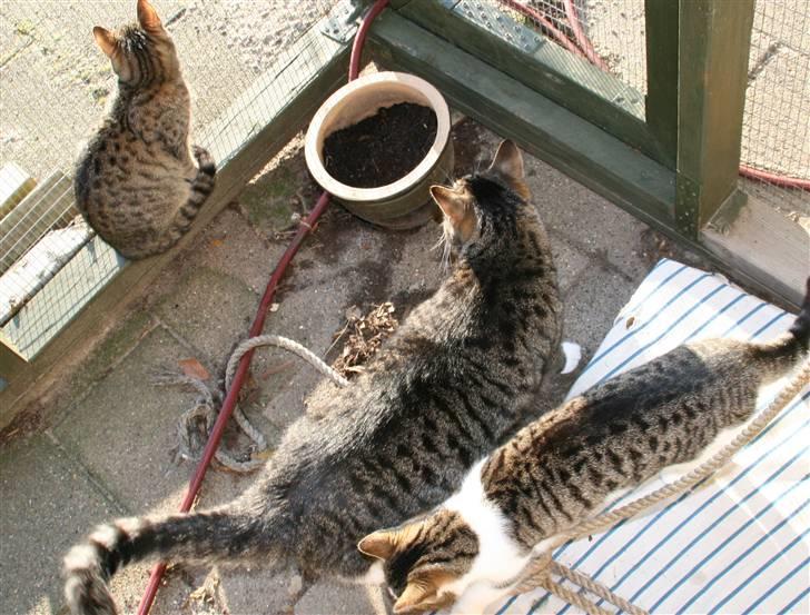 Huskat striber billede 2