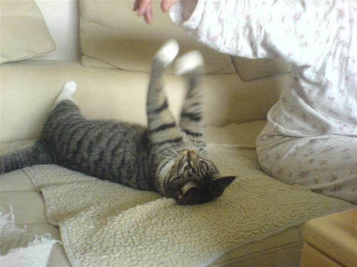 Huskat striber billede 3