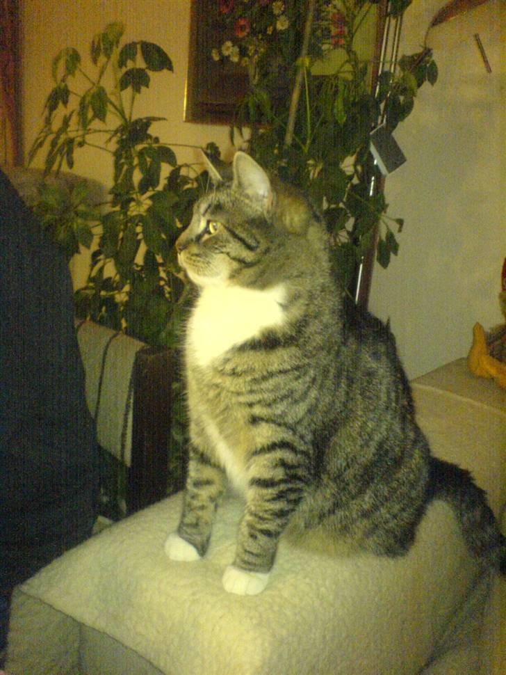 Huskat striber - ´ billede 4