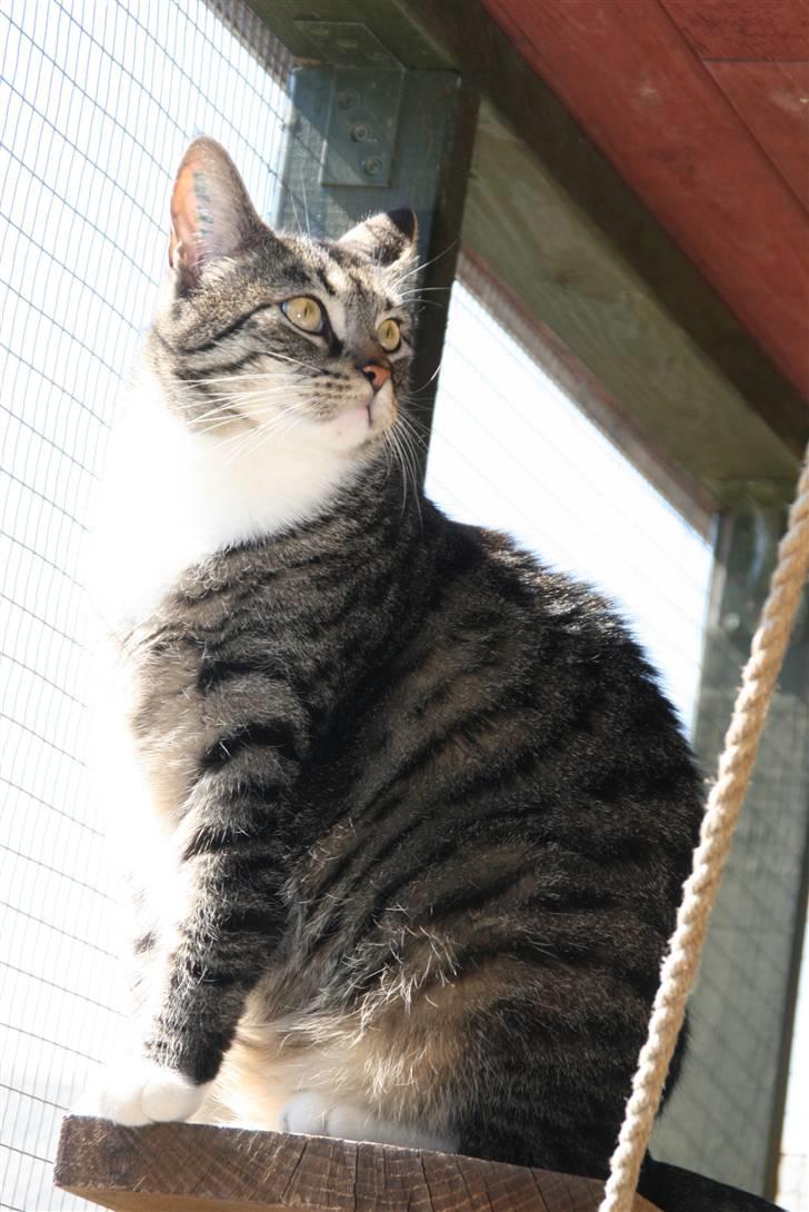 Huskat striber billede 5