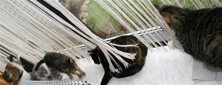 Huskat striber billede 6