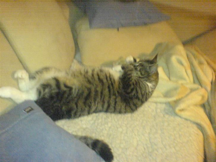 Huskat striber billede 7