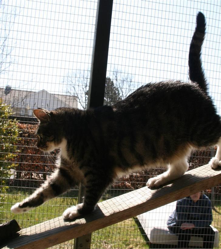 Huskat striber billede 8