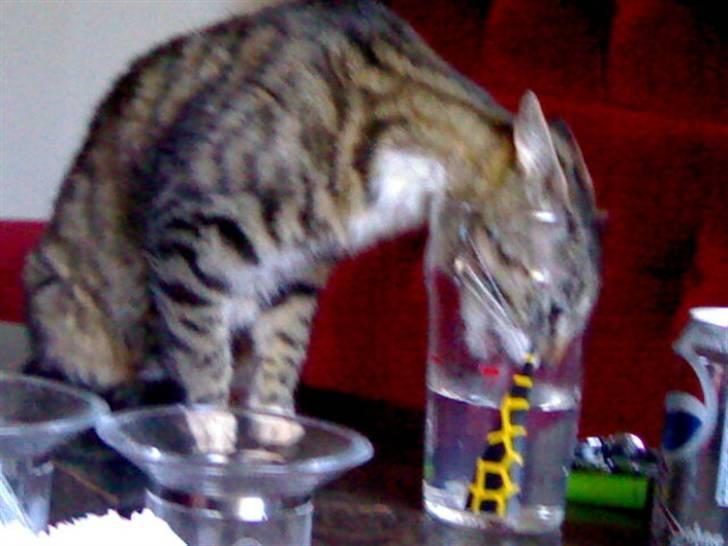 Huskat Lilo billede 6