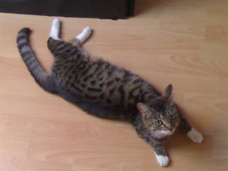 Huskat Lilo - Vores flotte missekat billede 7