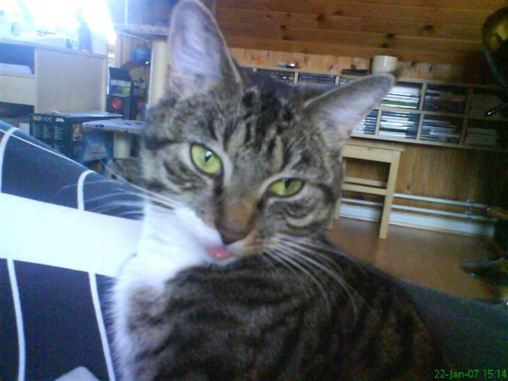 Huskat Lilo - Lilo rækker tunge billede 10