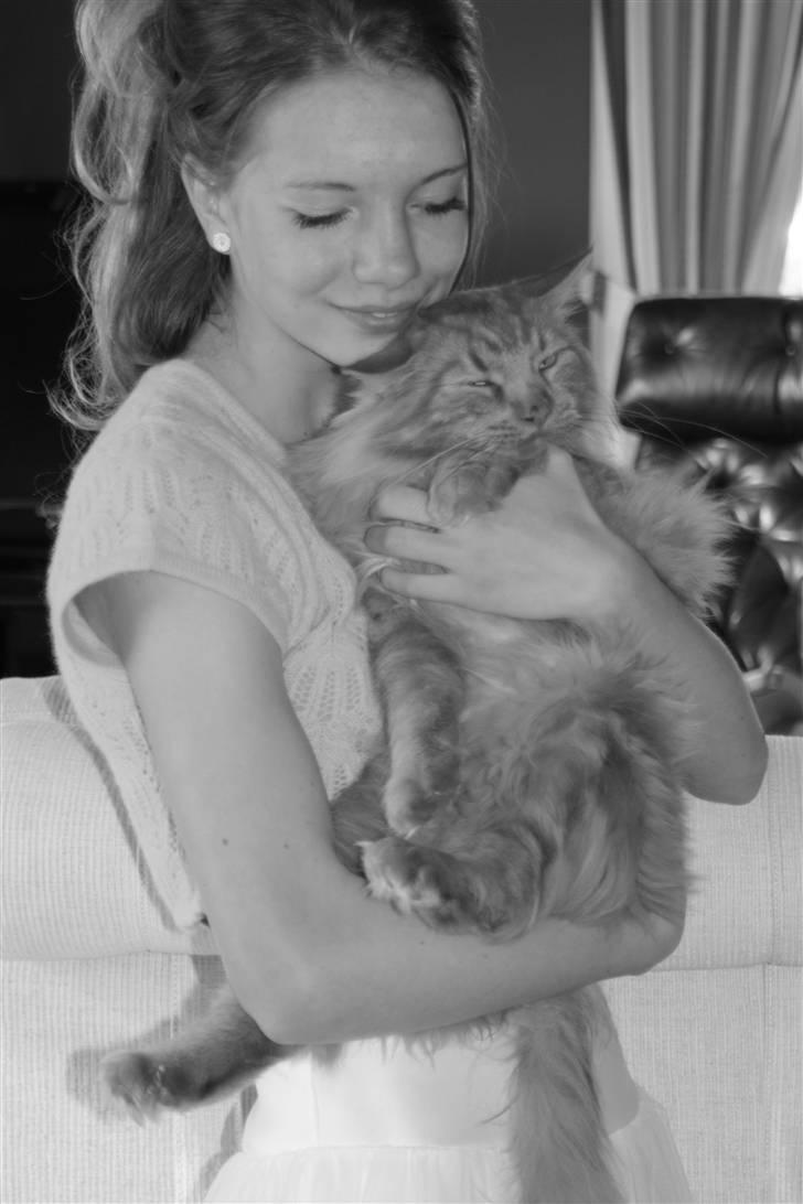 Maine Coon Breidabliks Adonis billede 10