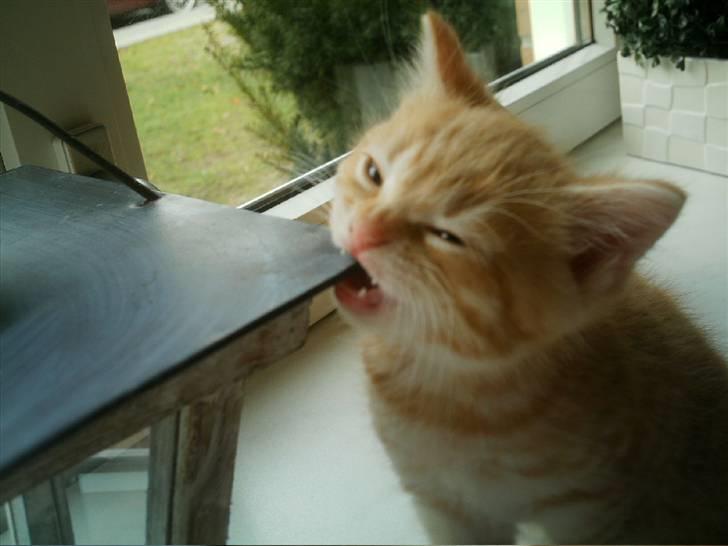 Blanding af racer Simba billede 1