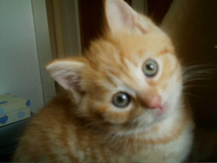 Blanding af racer Simba billede 2