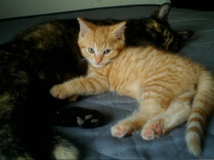 Blanding af racer Simba billede 3