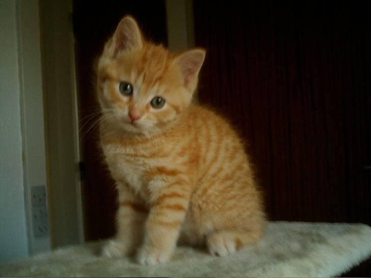 Blanding af racer Simba billede 4