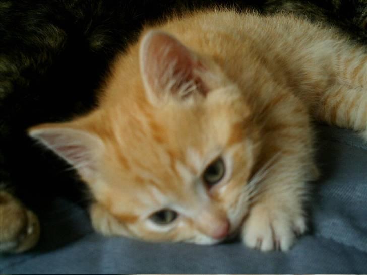 Blanding af racer Simba billede 5