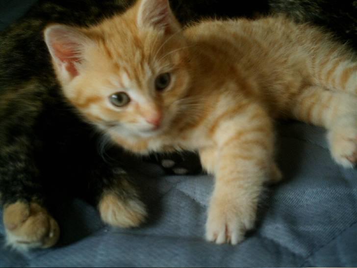 Blanding af racer Simba billede 6