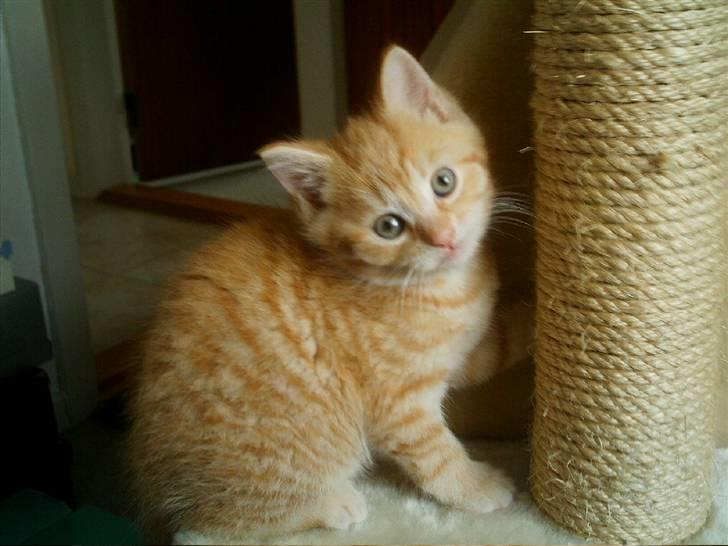 Blanding af racer Simba billede 7