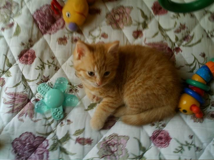 Blanding af racer Simba billede 8